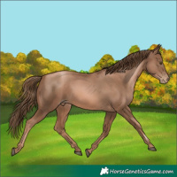 Horse Color:Liver Chestnut Pearl 