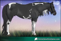 Horse Color:Black Tobiano 
