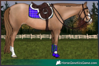 Horse Color:Liver Chestnut Pearl Rabicano 