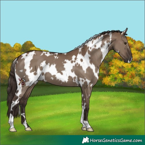 Horse Color:White Spotted Liver Red Dun 