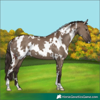 Horse Color:White Spotted Liver Red Dun 