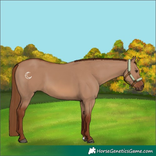 Horse Color:Red Dun 