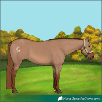 Horse Color:Red Dun 