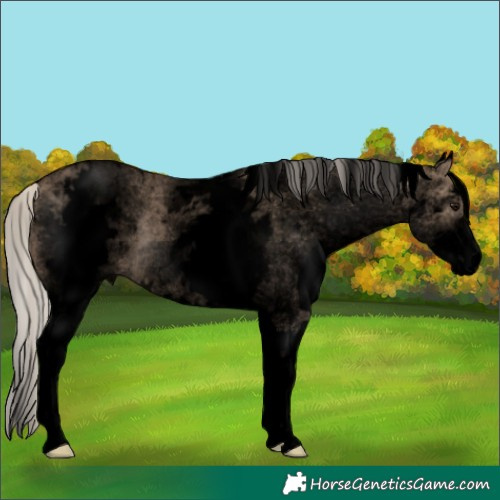 Horse Color:Void White Spotted Silver Grullo Roan Rabicano 