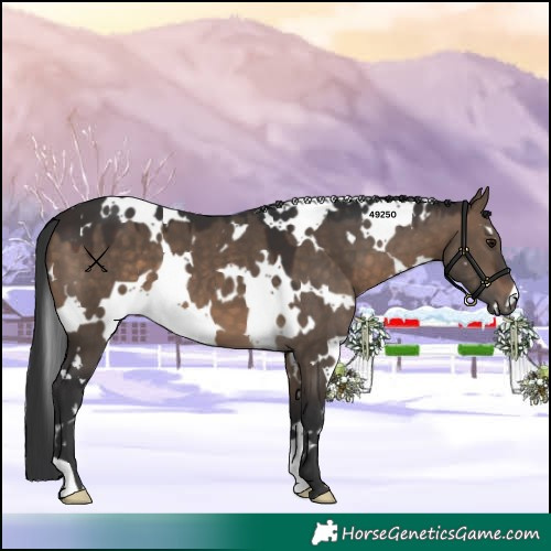 Horse Color:White Spotted Brown Dun 