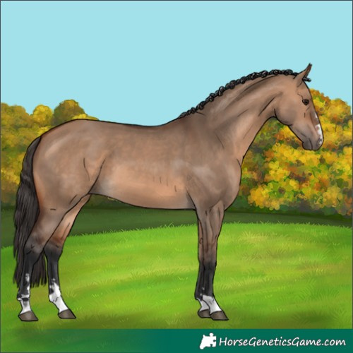 Horse Color:Bay Dun