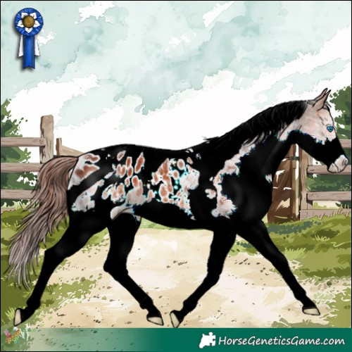 Horse Color:Chocolate Brown Splash Tobiano Appaloosa Rabicano 