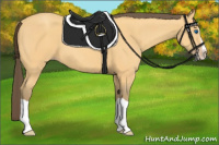 Horse Color:Amber Cream Champagne Splash 