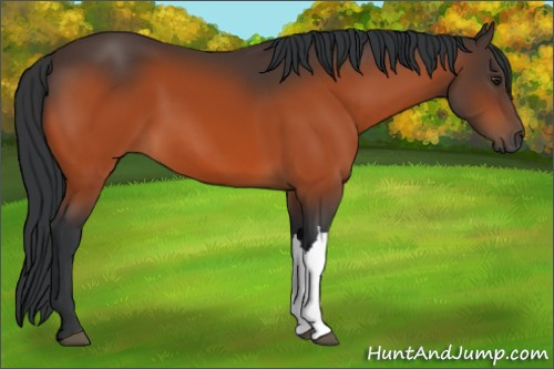 Horse Color:Brown 