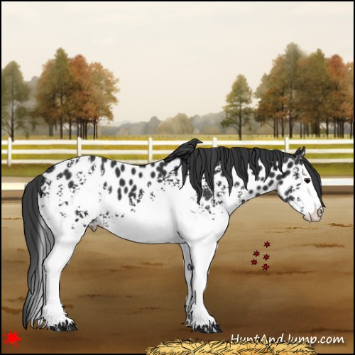 Horse Color:White Spotted Black Splash Appaloosa