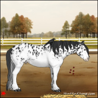 Horse Color:White Spotted Black Splash Appaloosa 