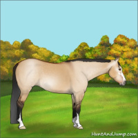 Horse Color:Gray Bay Dun Sabino 