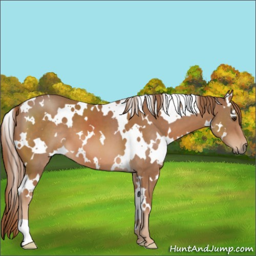 Horse Color:White Spotted Chestnut 