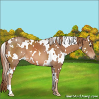 Horse Color:White Spotted Chestnut