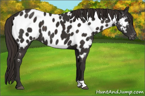 Horse Color:Liver Chestnut Appaloosa