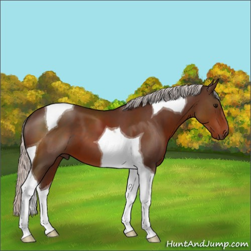 Horse Color:Silver Brown Tobiano 