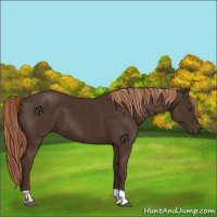 Horse Color:Liver Chestnut  and Liver Chestnut 