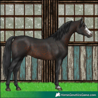 Horse Color:Brown Sabino