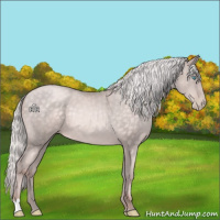 Horse Color:Platinum Silver Buckskin Pearl 
