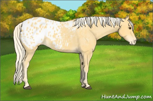 Horse Color:Unknown 