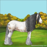 Horse Color:Bay Dun Sabino