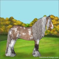 Horse Color:White Spotted Silver Brown Dun Sabino Rabicano