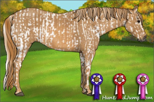 Horse Color:Gray White Spotted Black  Brindle
