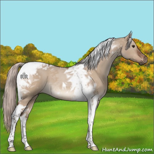 Horse Color:Silver Brown Dun Tobiano 