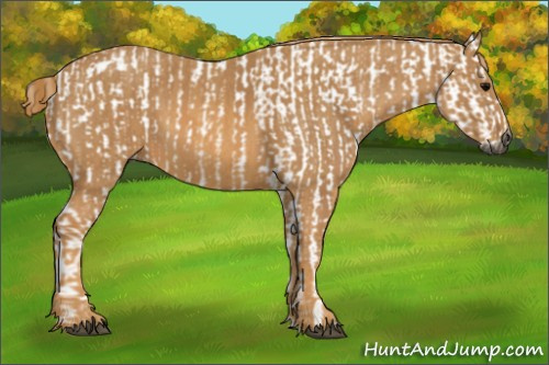 Horse Color:Gray White Spotted Black  Brindle