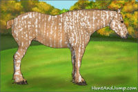 Horse Color:Gray White Spotted Black  Brindle