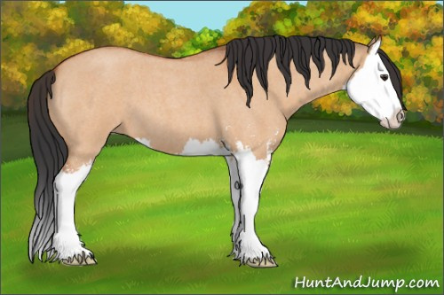 Horse Color:Bay Roan Dun Sabino Splash