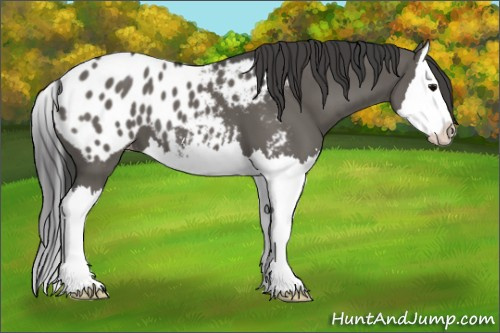 Horse Color:Grullo Sabino Splash Appaloosa 