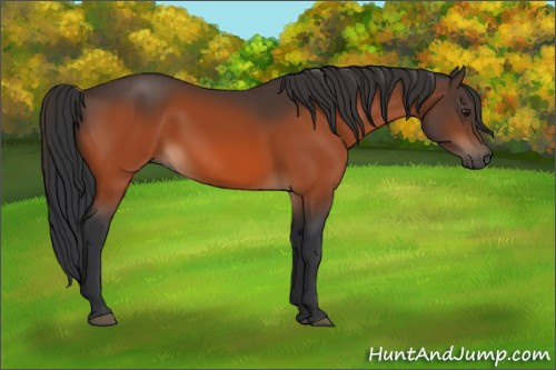 Horse Color:Brown 