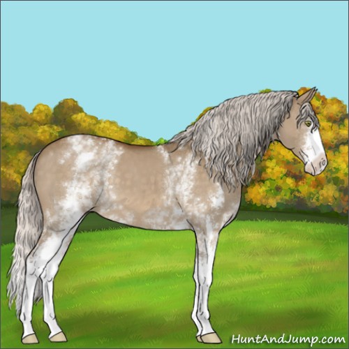 Horse Color:White Spotted Silver Buckskin Dun Mushroom Sabino 