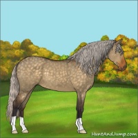 Horse Color:Silver Buckskin Dun 