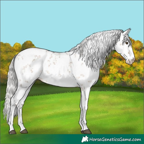 Horse Color:White Spotted Silver Brown Dun Mushroom Sabino Rabicano 