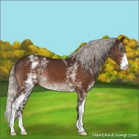 Horse Color:White Spotted Silver Brown Sabino 