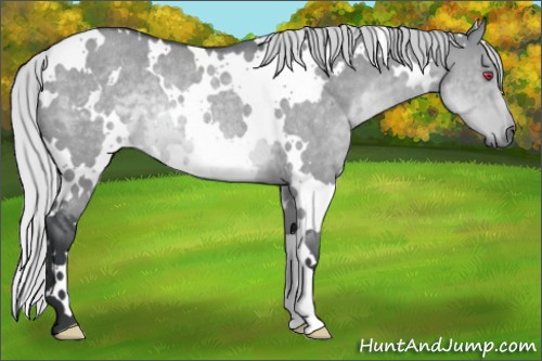 Horse Color:White Spotted Silver Grullo Chinchilla Rabicano 