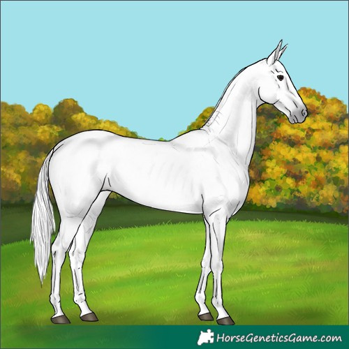 Horse Color:Gray Grullo
