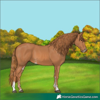 Horse Color:Chestnut Sabino 