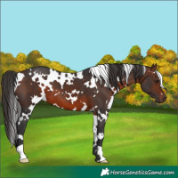 Horse Color:White Spotted Brown