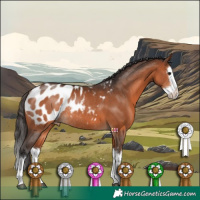 Horse Color:Bay Sabino Splash Appaloosa Rabicano 
