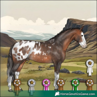 Horse Color:Bay Sabino Splash Appaloosa Rabicano