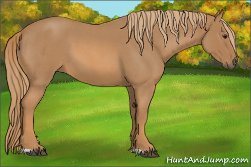 Horse Color:Red Roan