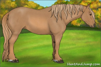 Horse Color:Red Roan 