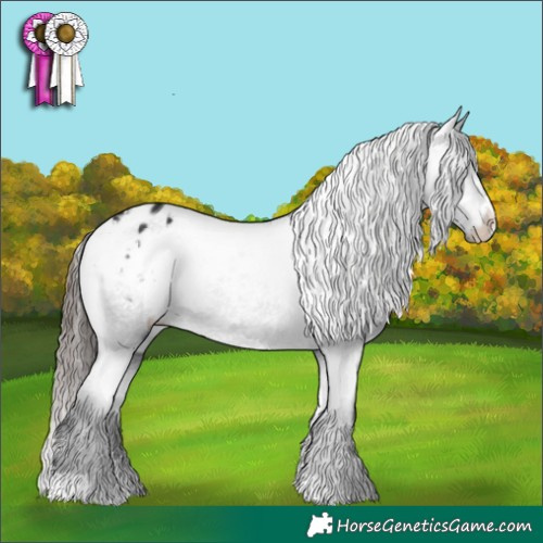 Horse Color:Black Appaloosa 