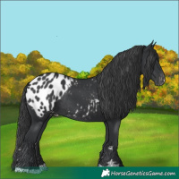 Horse Color:Black Appaloosa Rabicano 