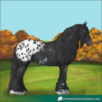 Horse Color:Black Appaloosa 