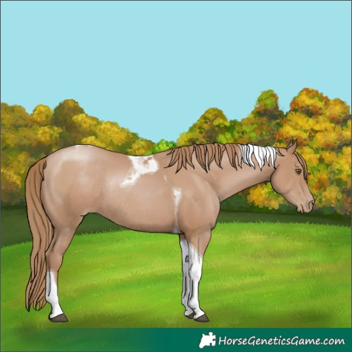 Horse Color:Black Pearl Tobiano Rabicano 