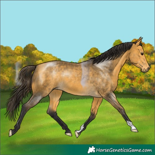 Horse Color:Buckskin 